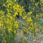 scotchbroom