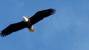 An eagle flying over The Capes (photo courtesy of Jennifer Green)