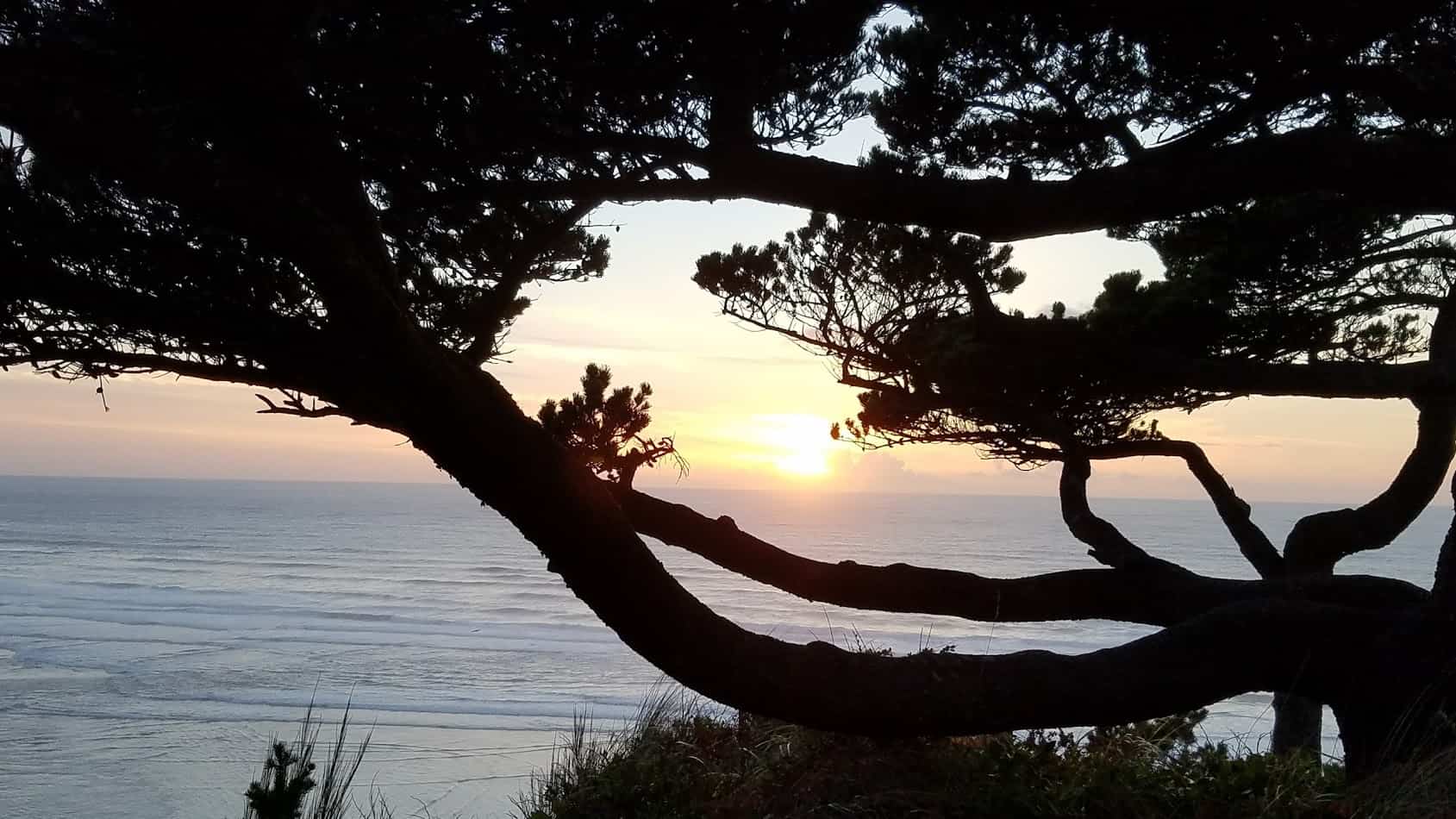Sunset through the Signature Tree...(photo courtesy of Jenny Green)
