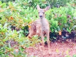 fawn.jpg