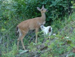 mamma-baby.jpg