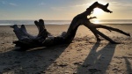 driftwood.jpg