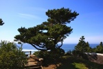 signature_tree.jpg