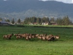 Tillamook-Elk-Herd.jpg